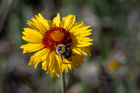 Brown-eyed Susan -1
