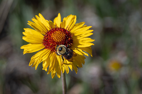 Brown-eyed Susan -1
