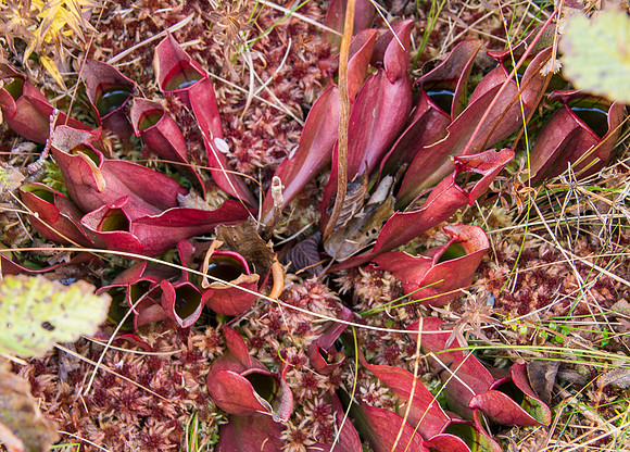 Northern Pitcher Plant