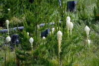 Beargrass-3