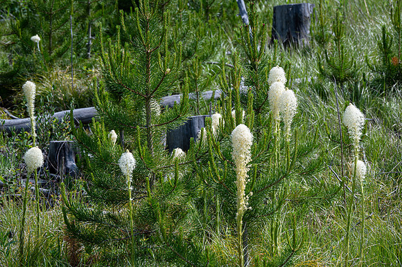 Beargrass-3