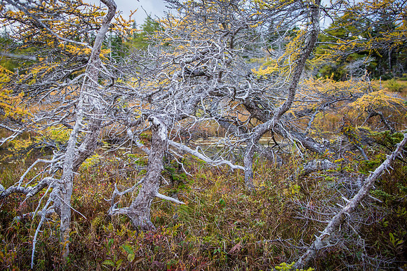 Tangle Bush