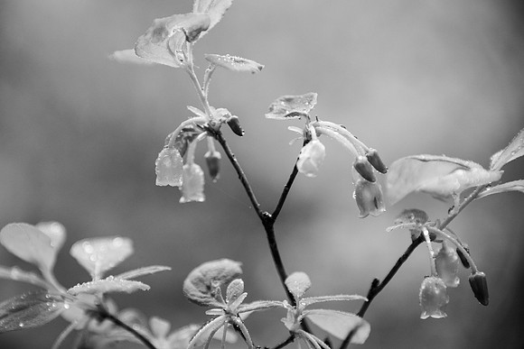 False Azalea